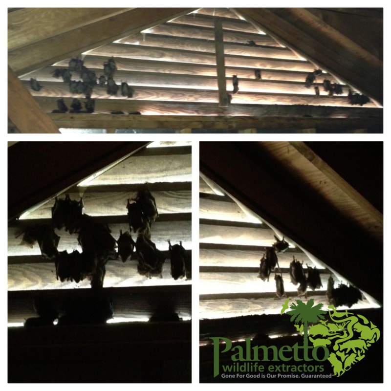 Examples of bats living in an SC attic. Call us today!