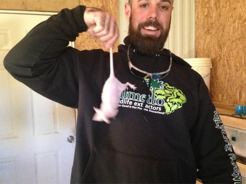 Rodent Caught by Justin Ludy