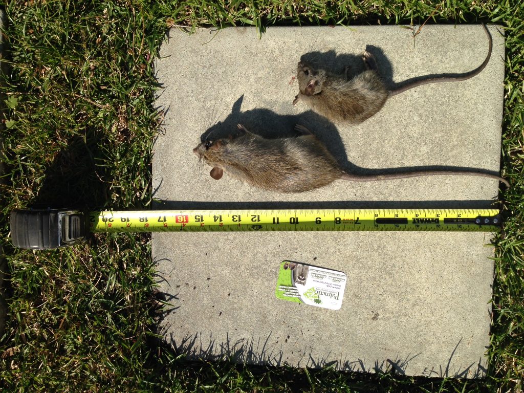 Example of a recent South Carolina rodent removal