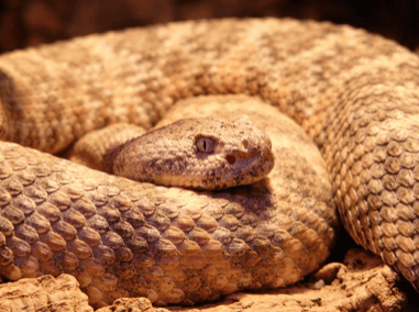 How to Tell if a Snake Is Venomous