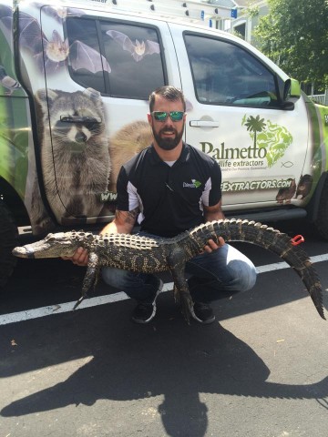Palmetto Wildlife after the extraction of an alligator in South Carolina