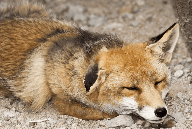 fox removal South Carolina and North Carolina