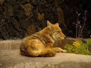 Protect Your Pets From Coyotes