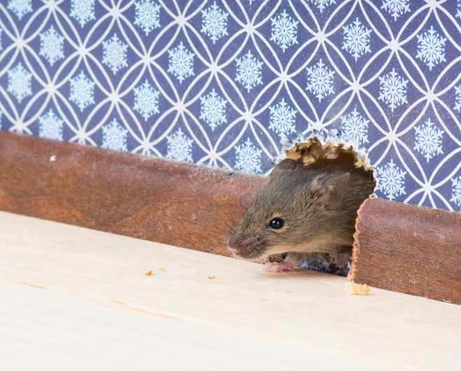 House mouse gets into room through hole in wall.