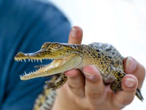 How to Live with Alligators