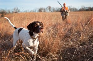 Hunting and Eco-tourism Can Help Wildlife
