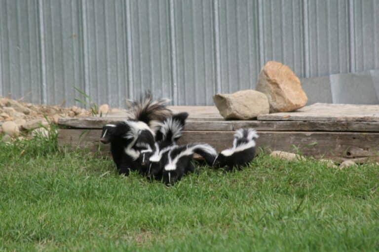 Interesting Facts About Skunks | Palmetto Wild Life Extractors
