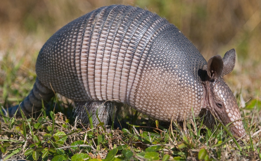 https://palmettowildlifeextractors.com/wp-content/uploads/2015/10/Known-Facts-About-Armadillos.jpg