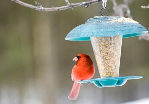 Cardinal on Birdfeeder