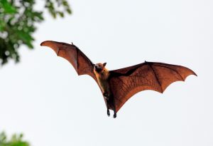 4 Things You Should Know About Canadian Bats