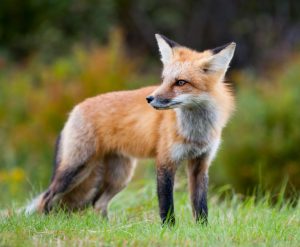 Foxes Can Be More Valuable When Alive