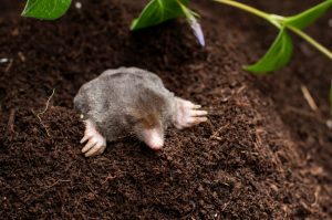 Mole in the soil hole in the garden
