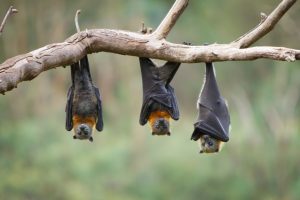 Why You Should Love Bats