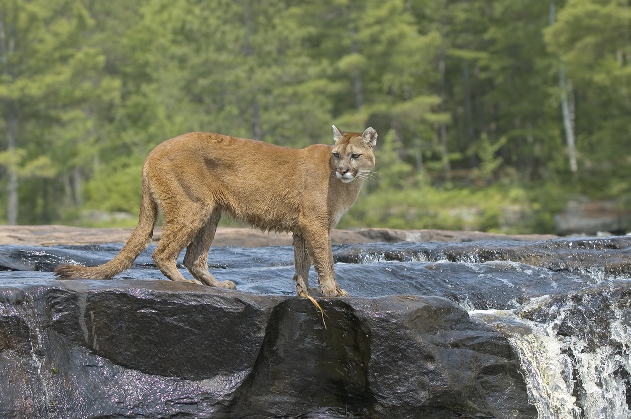 Cougar standing in river.