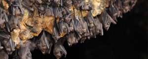 Bats in Attic