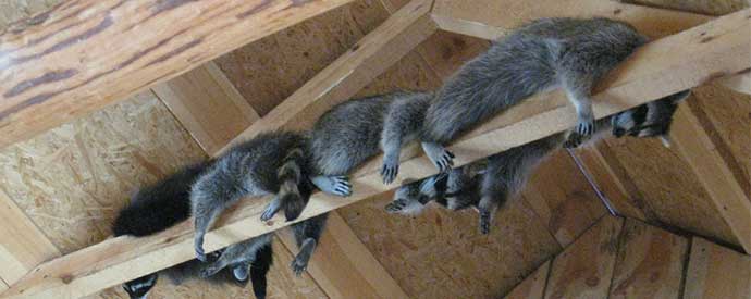 5 Signs It Is Time to Call for Raccoon Removal Services