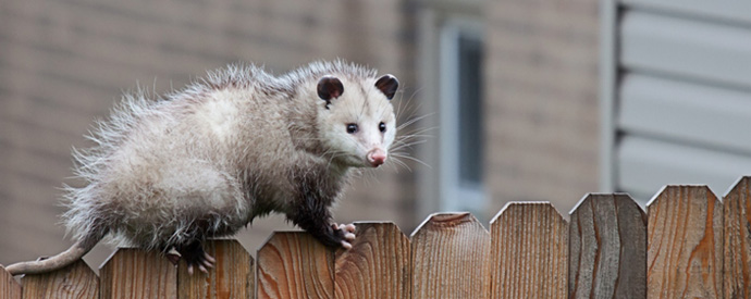 5 Signs That You Have An Opossum Problem