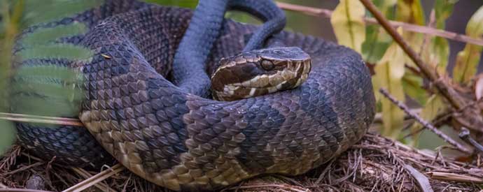 Top 3 Venomous Snakes Found In South Carolina Palmetto Wild Life 