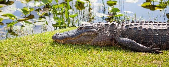 Alligator Removal South Carolina