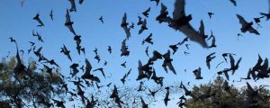 Bat Infestations South Carolina
