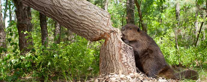 Beaver Removal South Carolina