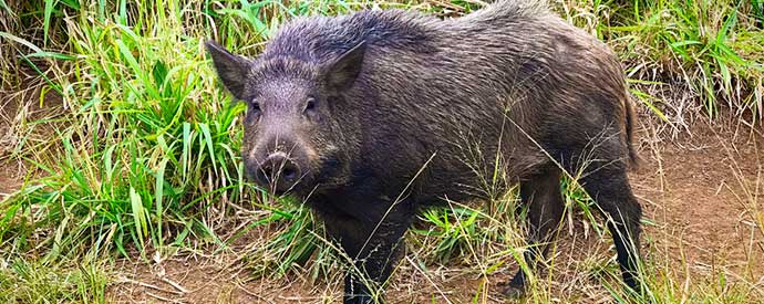Wild Pig Removal South Carolina