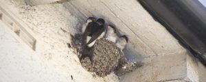 Birds Nest On Property
