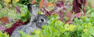 Rabbit In Spring Garden