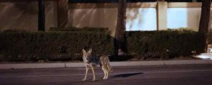 Coyote In A Neighborhood