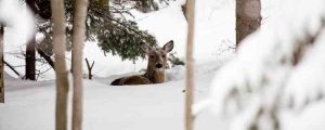 Deer In Winter Snow