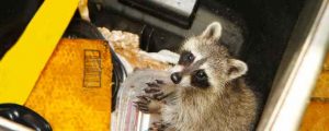 Raccoon In Trash Can