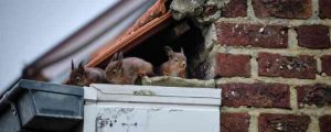 Squirrels Getting In Home