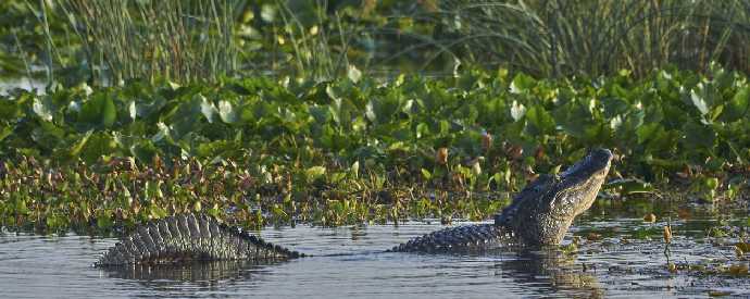 Alligator Season