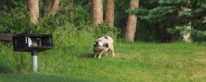 Feral Hog On Property