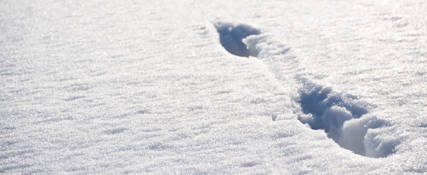 Animal-Footprints-On-Snow