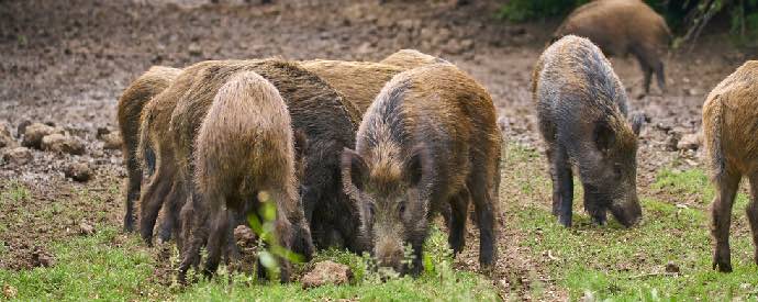 Are Wild Pigs Dangerous? | Palmetto Wild Life Extractors